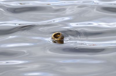 High angle view of turtle in water