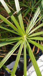 High angle view of bamboo plant on field