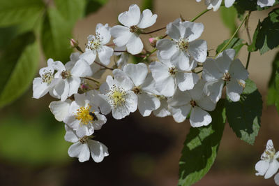 Close-up of white flowering plant