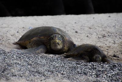 Close-up of a turtle on ground