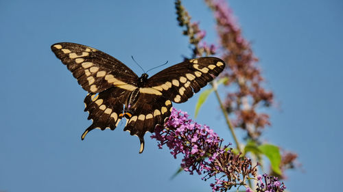 Close-up of butterfly pollinating on purple flower