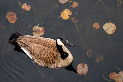 High angle view of duck swimming in lake