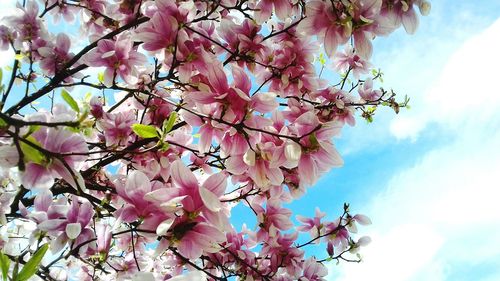 Low angle view of cherry blossoms against sky