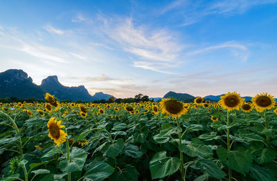 Scenic view of sunflower field against sky