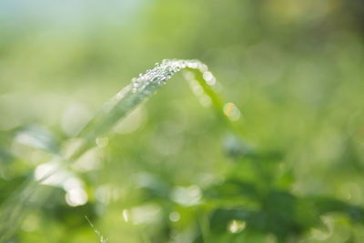 Close-up of water drops on plant