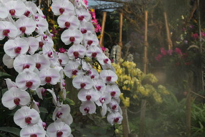 Close-up of pink flowering plants