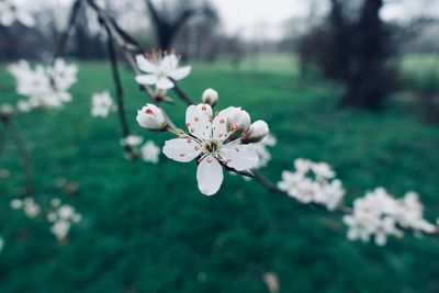 Close-up of white cherry blossoms