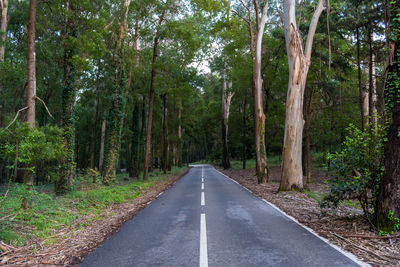 Road amidst trees in forest