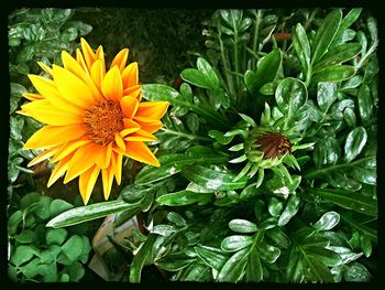 Close-up of yellow flower