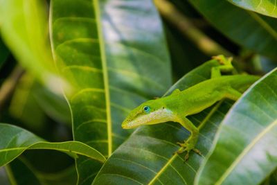 Green gecko at green leaves