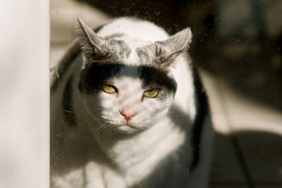 Close-up portrait of cat seen through window