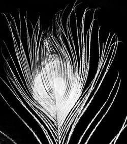 Close-up of moon over black background