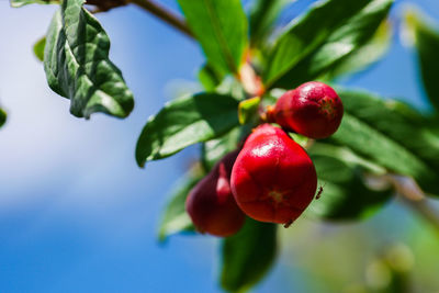 Close-up of pomegranates growing on tree