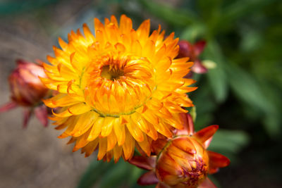 Close-up of yellow flower blooming outdoors