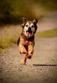 Portrait of dog on sand