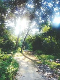 Sunlight streaming through trees in forest