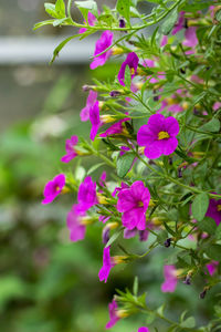 Close-up of pink flowering plant