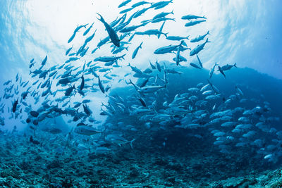 School of bigeye trevally, underwater photography