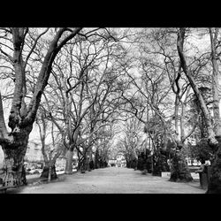 Bare trees along road