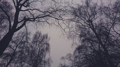 Low angle view of silhouette bare trees against sky