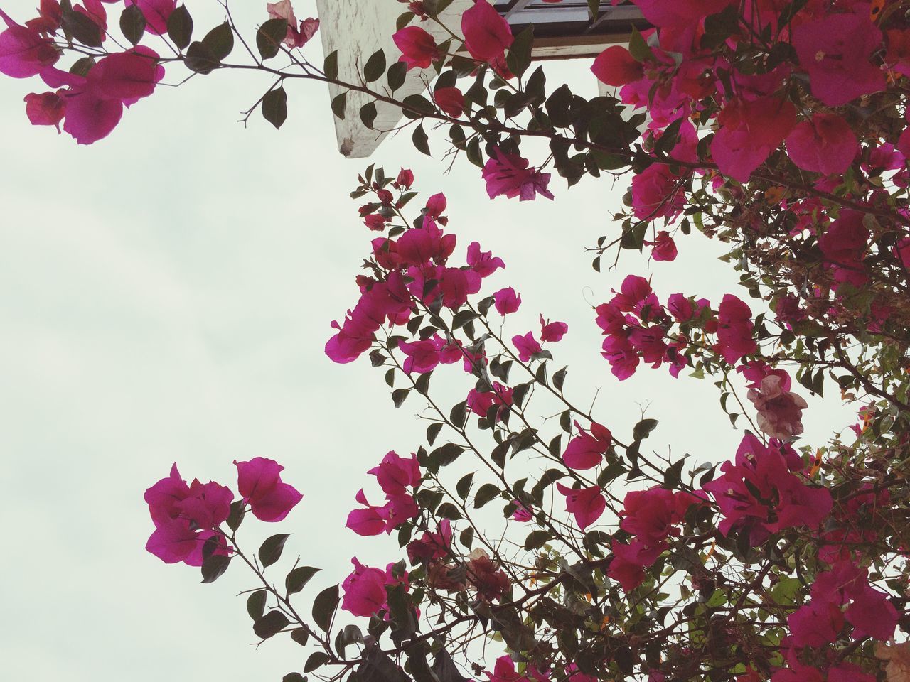 flower, freshness, growth, pink color, low angle view, branch, tree, beauty in nature, fragility, nature, blossom, blooming, in bloom, pink, sky, petal, springtime, leaf, clear sky, day