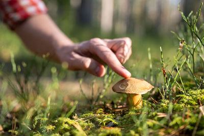 Cropped hands of woman picking mushroom growing on field