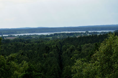 Scenic view of forest against sky