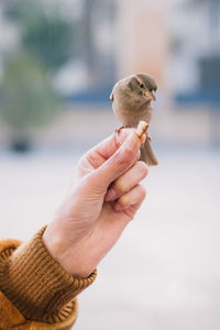 Close-up of hand holding bird perching outdoors