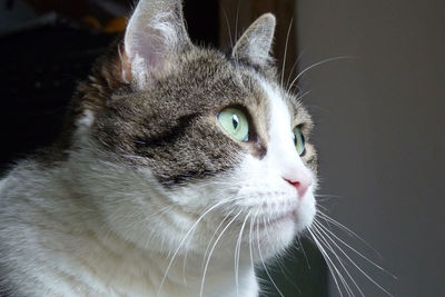 Close-up portrait of cat