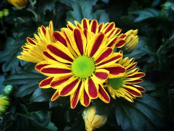 Close-up of yellow flower in park