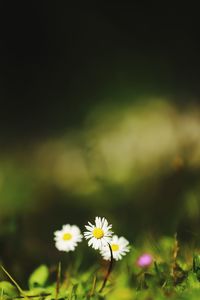 Close-up of yellow flowering plant on field