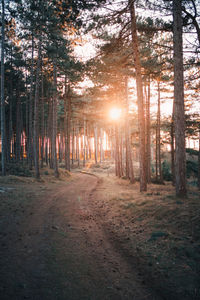 Trees growing in forest during sunset