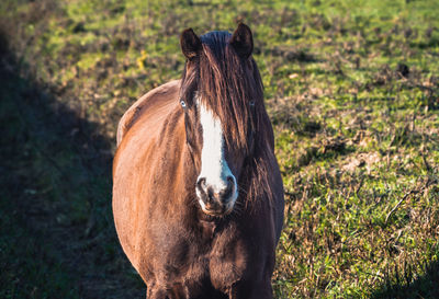 A brown horse in the middle of a pasture facing the camera. a horse with blue-blue eyes 