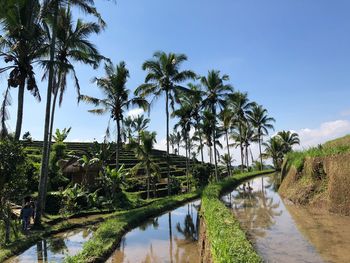 Palm trees by lake against sky