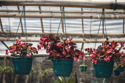 Close-up of red flowering plants hanging on potted plant