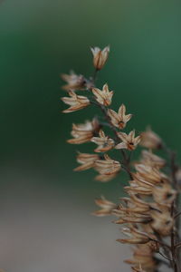 Close-up of flowers