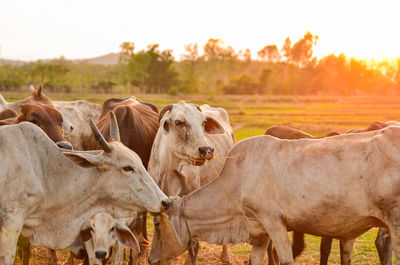 Cows grazing in field against sky