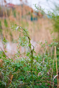 Close-up of plant growing on field