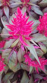 High angle view of pink flowering plant