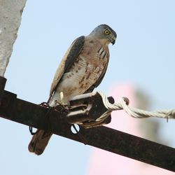 Low angle view of owl perching against clear sky