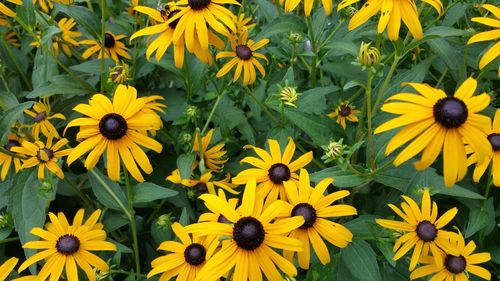 Full frame shot of yellow flower