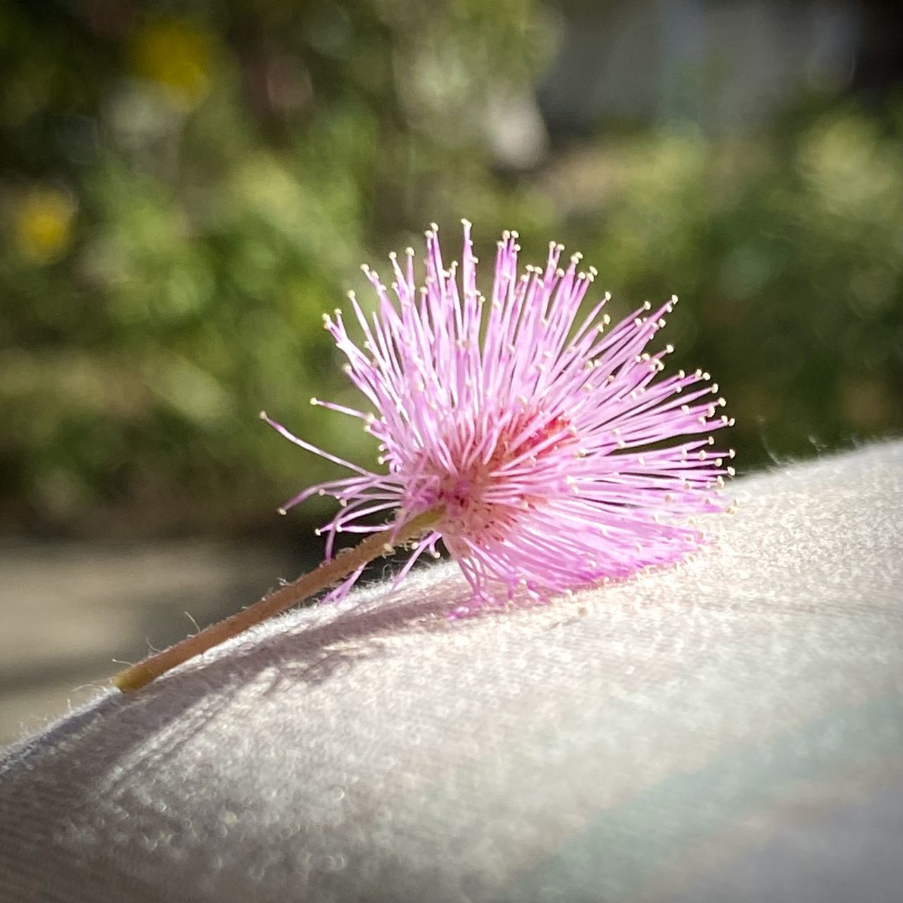 close-up, flower, macro photography, flowering plant, animal, animal themes, nature, petal, beauty in nature, purple, animal wildlife, plant, freshness, one animal, leaf, no people, wildlife, outdoors, fragility, selective focus, flower head, insect, pink, day, thistle, inflorescence