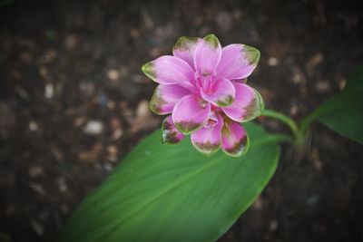 Close-up of pink flower blooming outdoors