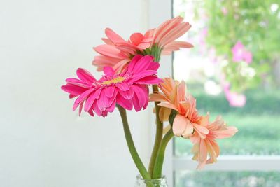 Close-up of pink flowers blooming outdoors