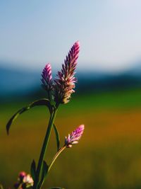 Close-up of purple thistle blooming against sky