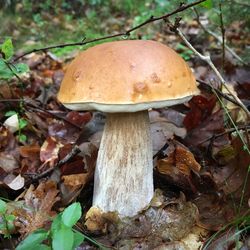 Close-up of mushroom on wood