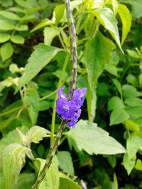 Close-up of purple flowers