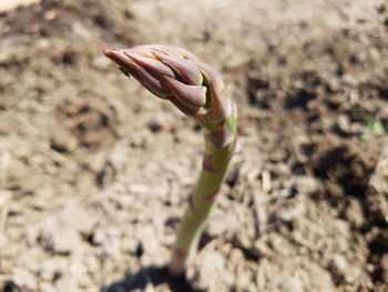 Close-up of flower plant