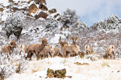 View of sheep on snow covered land