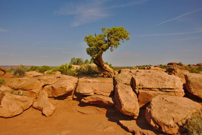 Close-up of rock on landscape against sky